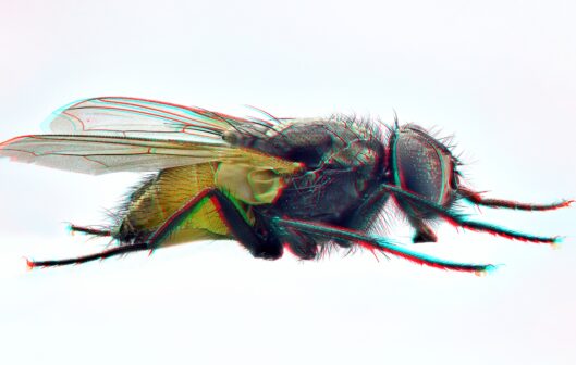 Fly